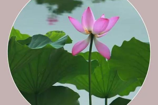 紫薇斗数水墨 紫薇斗数水墨