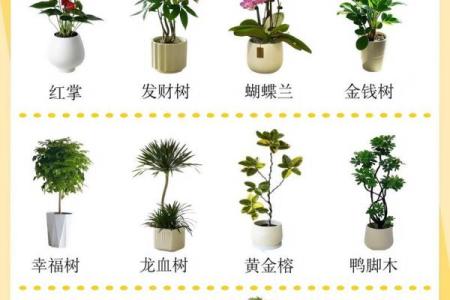植物风水也有重要作用 推荐几种旺宅的植物