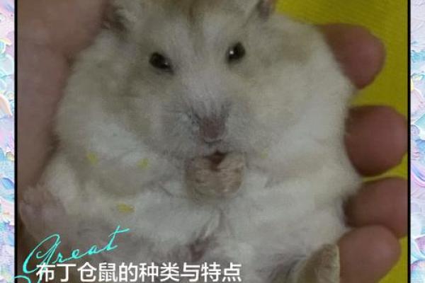 家里养仓鼠对风水好吗