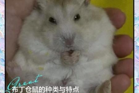 家里养仓鼠对风水好吗