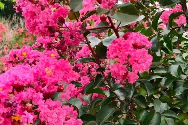 红鸾星动紫薇星开啥意思