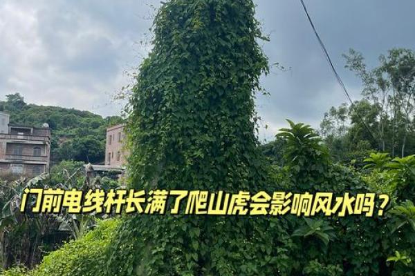 房子风水左边有电线杆好不 房子风水左边有电线杆好不