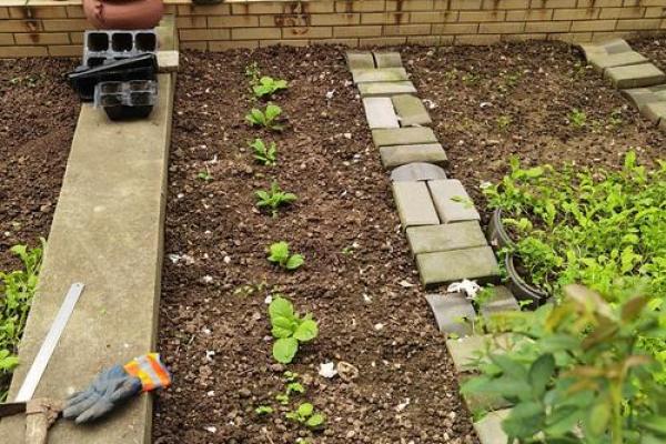 风水院子_韭菜种在院子有甚么寓意