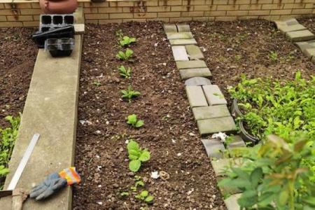 风水院子_韭菜种在院子有甚么寓意