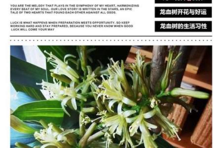 龙血树的寓意与风水作用